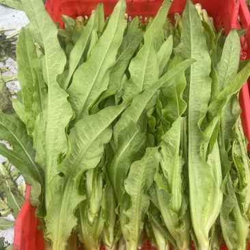 精品油麦菜叶面无任何毛病