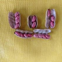 四粒红鲜花生大量上市