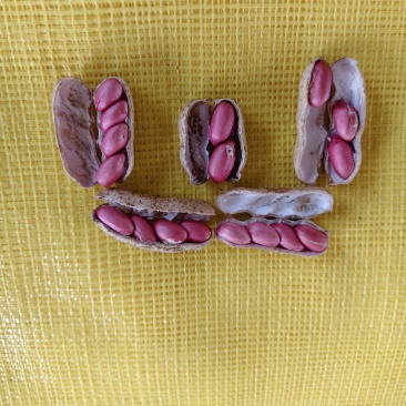 四粒红鲜花生大量上市