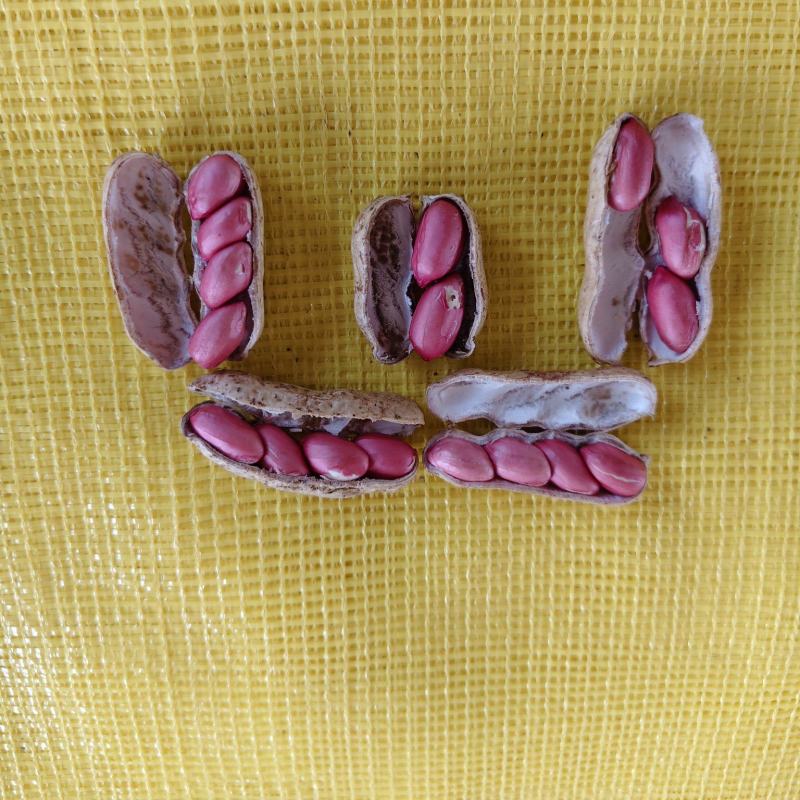 四粒红鲜花生大量上市