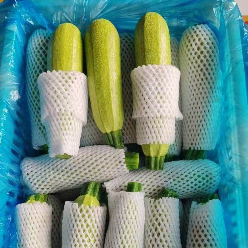 甘肃精品西葫芦