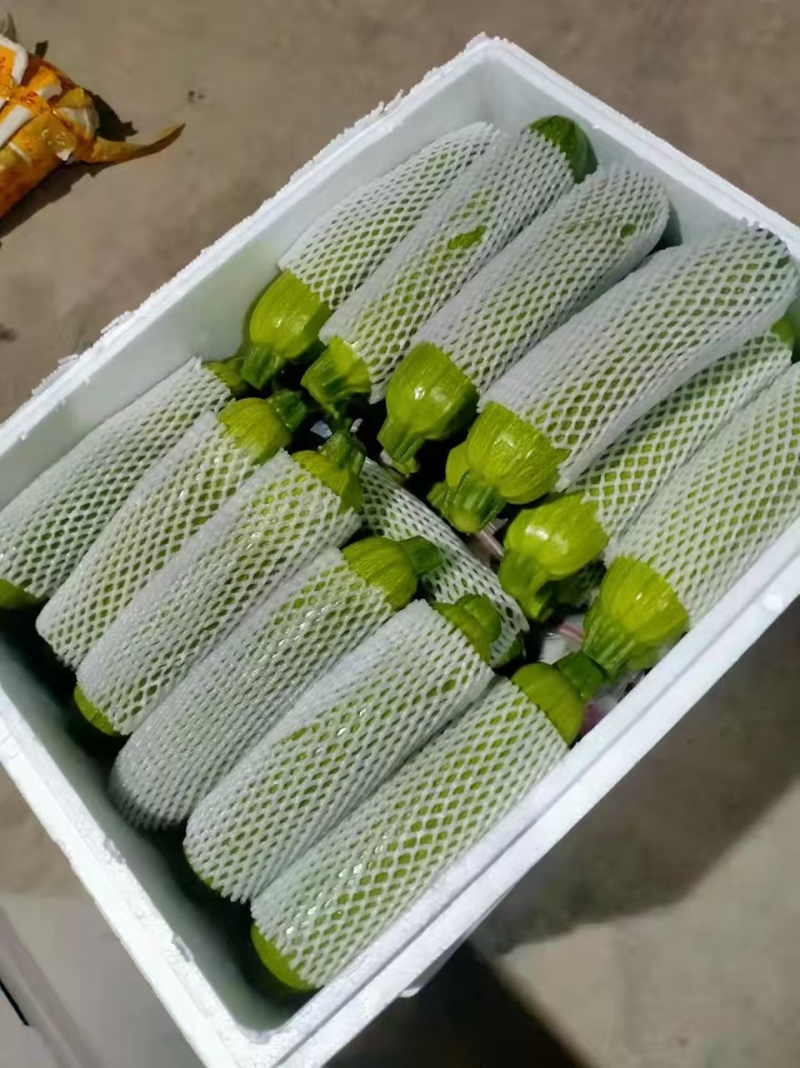 甘肃精品西葫芦