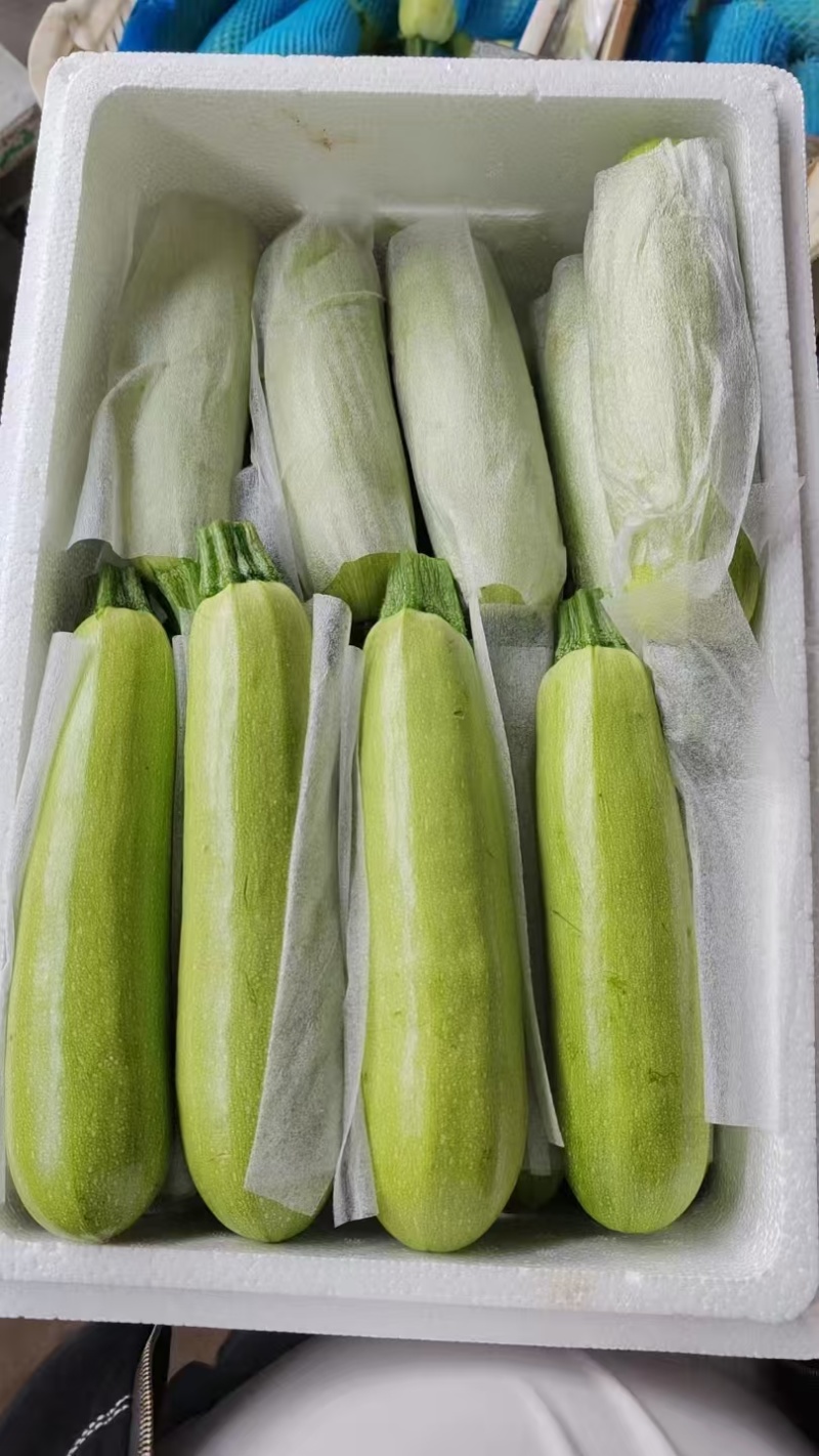 甘肃精品西葫芦