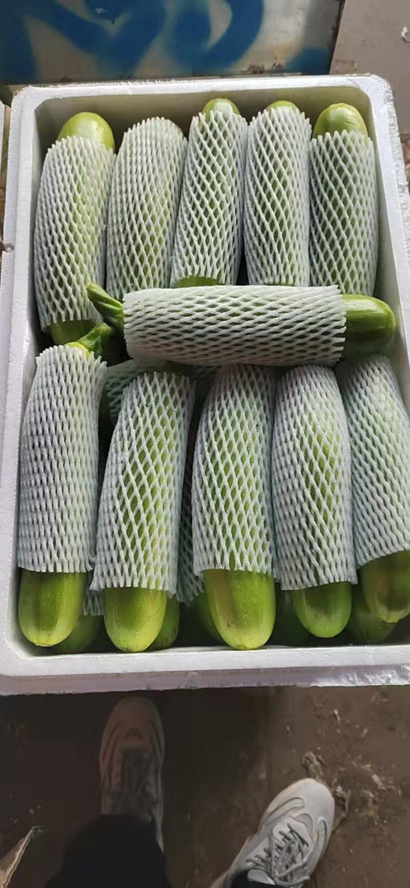 甘肃精品西葫芦