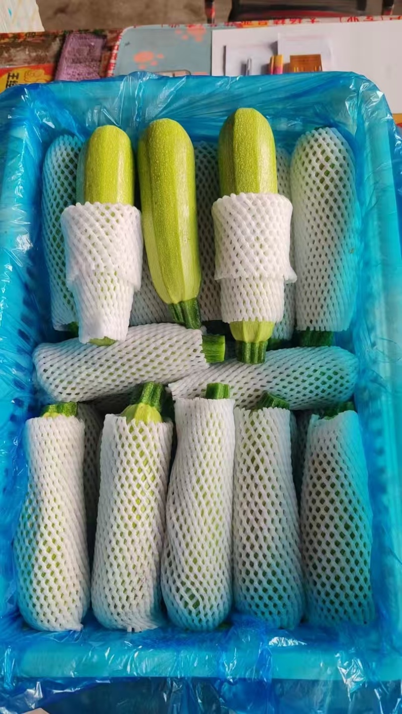 甘肃精品西葫芦