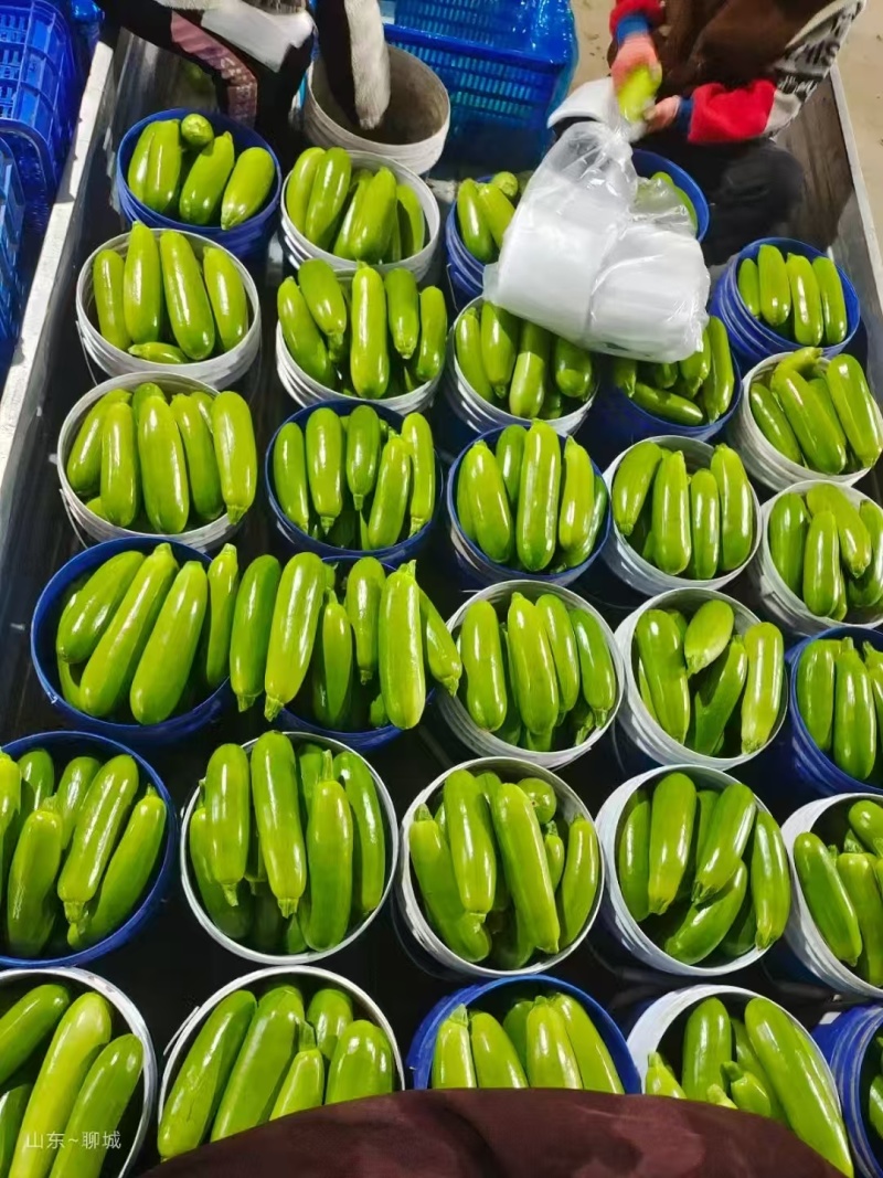 甘肃精品西葫芦