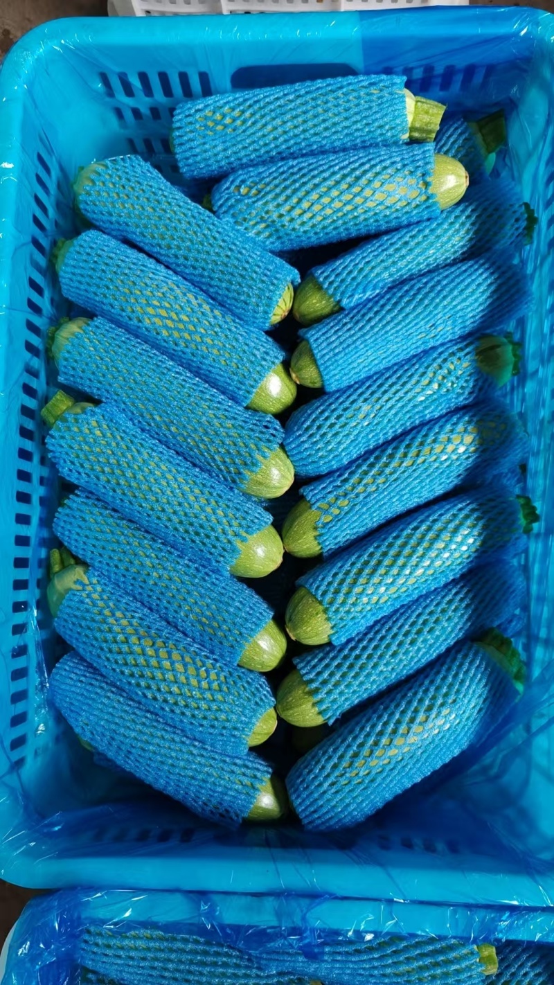 甘肃精品西葫芦