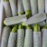 甘肃精品西葫芦