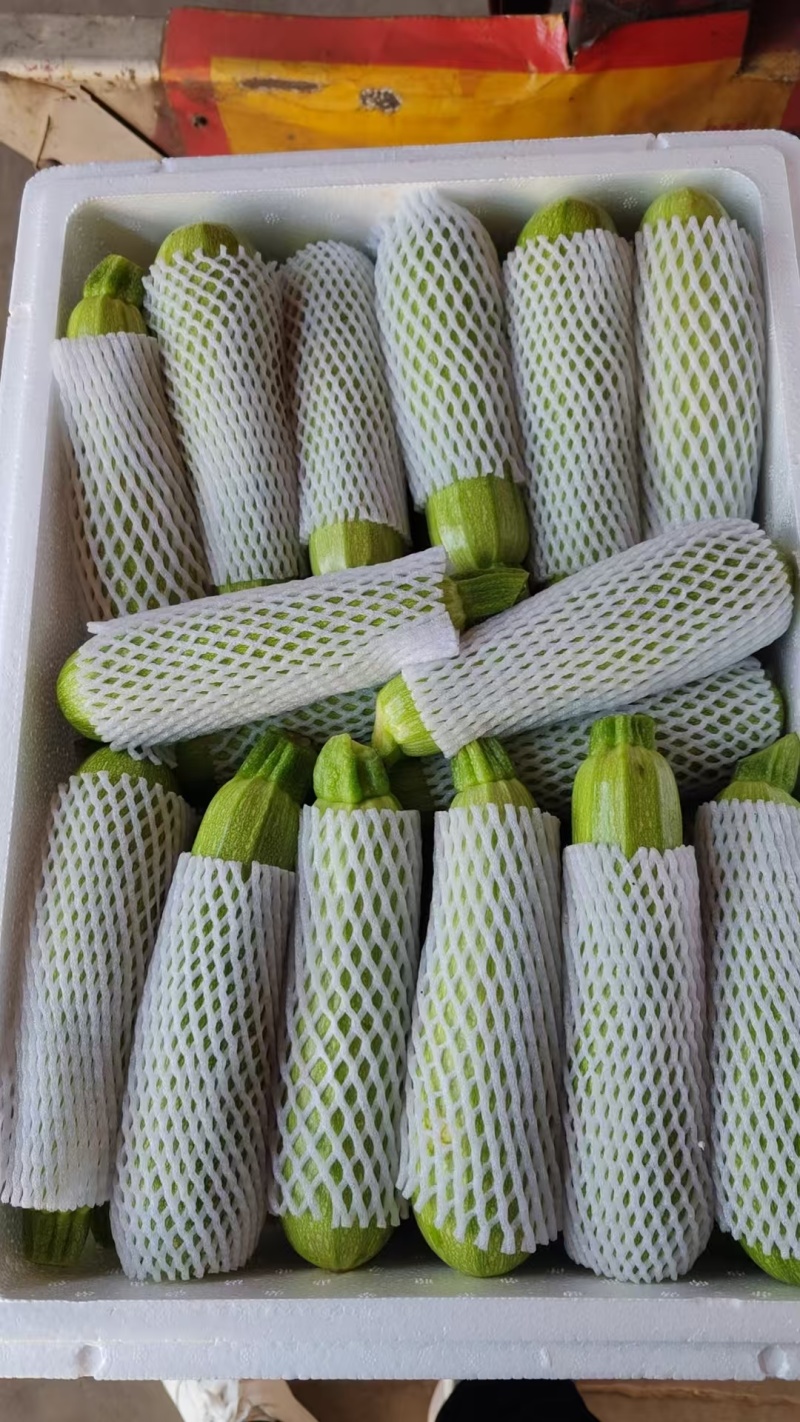 甘肃精品西葫芦