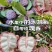 热带水果番荔枝玫瑰红释迦果软糯香甜牛奶释迦摩尼果新鲜批发水果