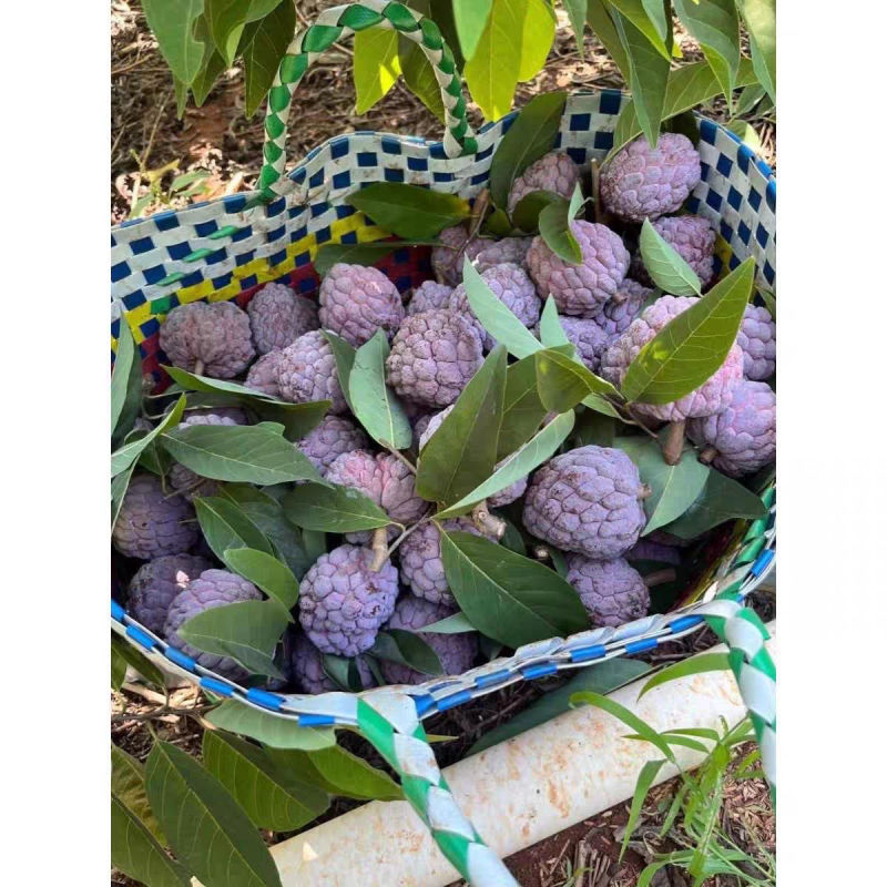 热带水果番荔枝玫瑰红释迦果软糯香甜牛奶释迦摩尼果新鲜批发水果