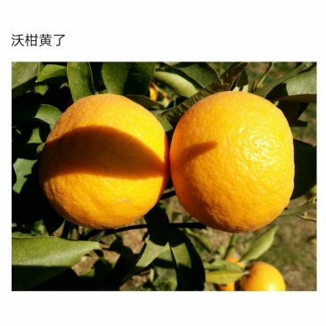 八月黄沃柑