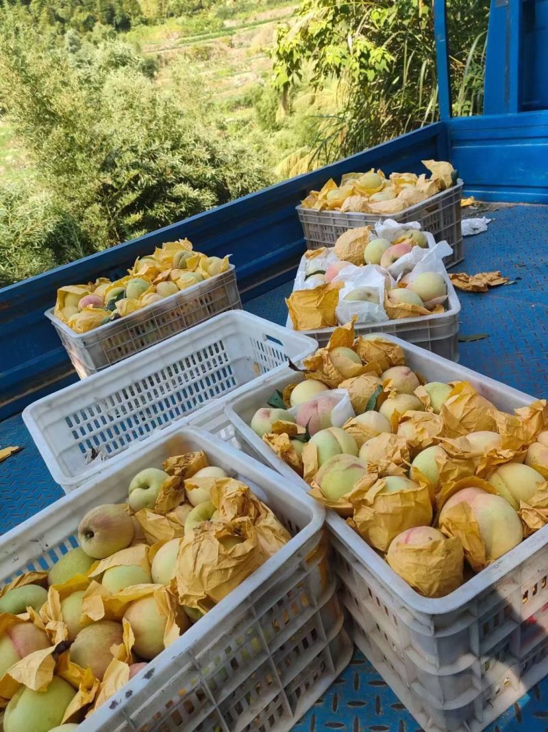 新登香桃不发快递是我公公自己种的欢迎各位老板来收