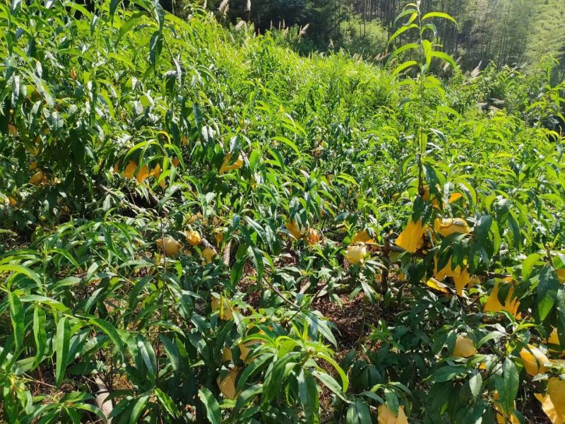 新登香桃不发快递是我公公自己种的欢迎各位老板来收