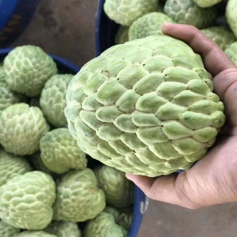 新鲜释迦果佛头果番荔枝牛奶凤梨超甜大果礼盒装