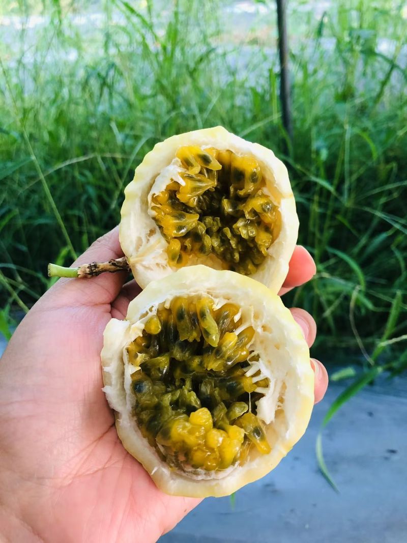 来自福建武平自家农田种的头茬果，口感纯甜，不打各种狠活！