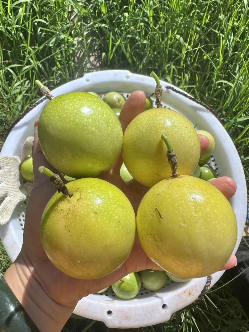 来自福建武平自家农田种的头茬果，口感纯甜，不打各种狠活！
