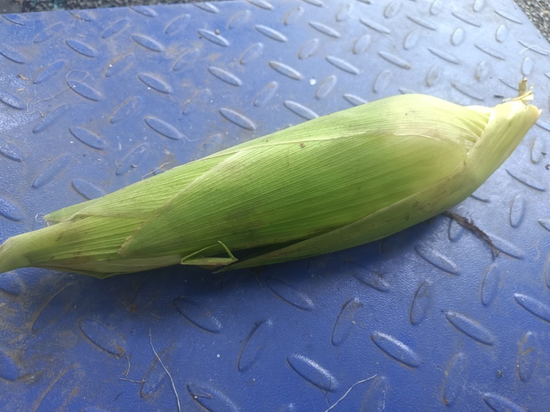 本地白玉糯玉米