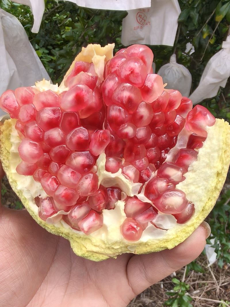 突尼斯软籽石榴大量上市