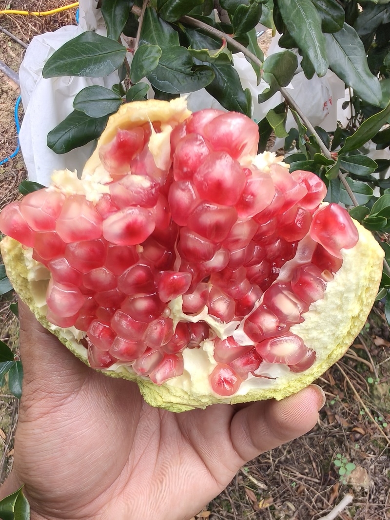 突尼斯软籽石榴大量上市