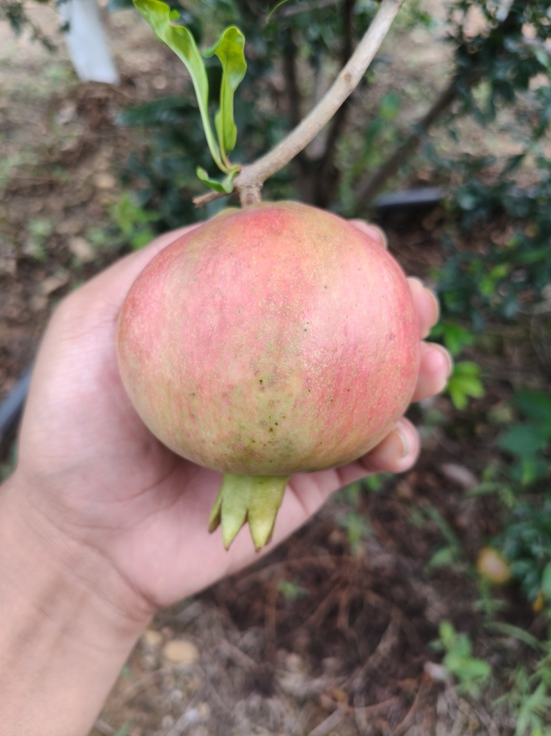 突尼斯软籽石榴大量上市