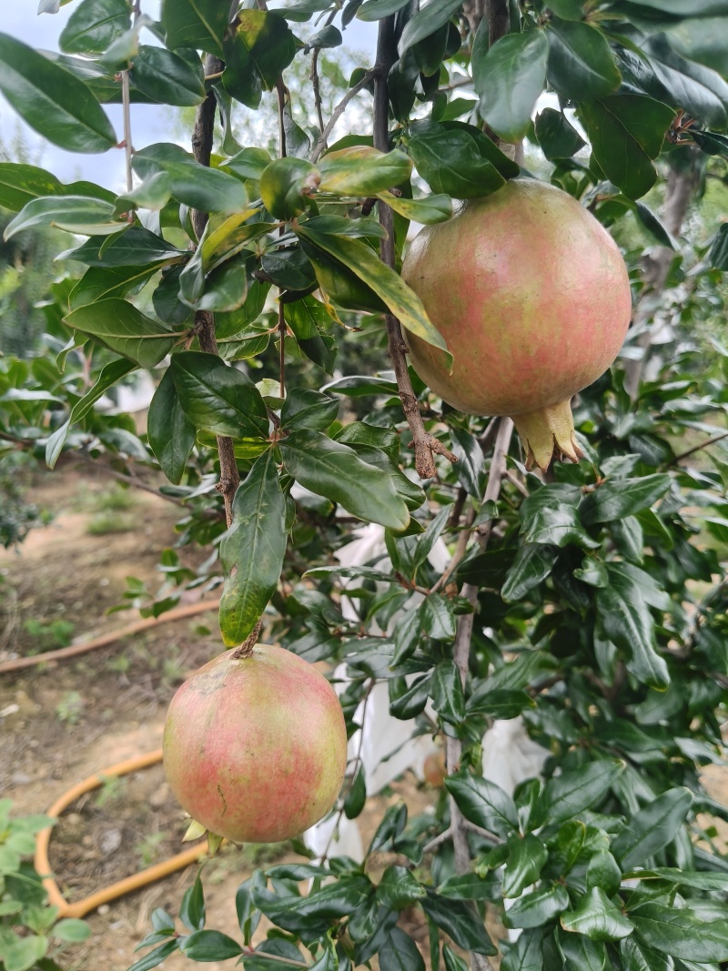 突尼斯软籽石榴大量上市