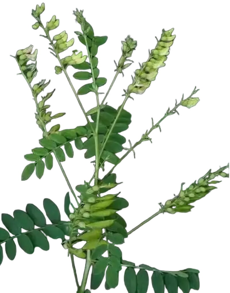 黄芪批发甘肃岷县直销无硫各种规格价格优惠