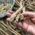 黄芪批发甘肃岷县直销无硫各种规格价格优惠