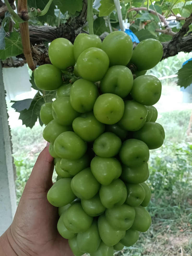 阳光玫瑰