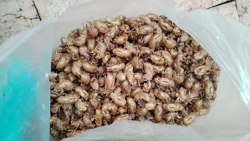 欢迎电话咨询***蝉蜕价格美丽
