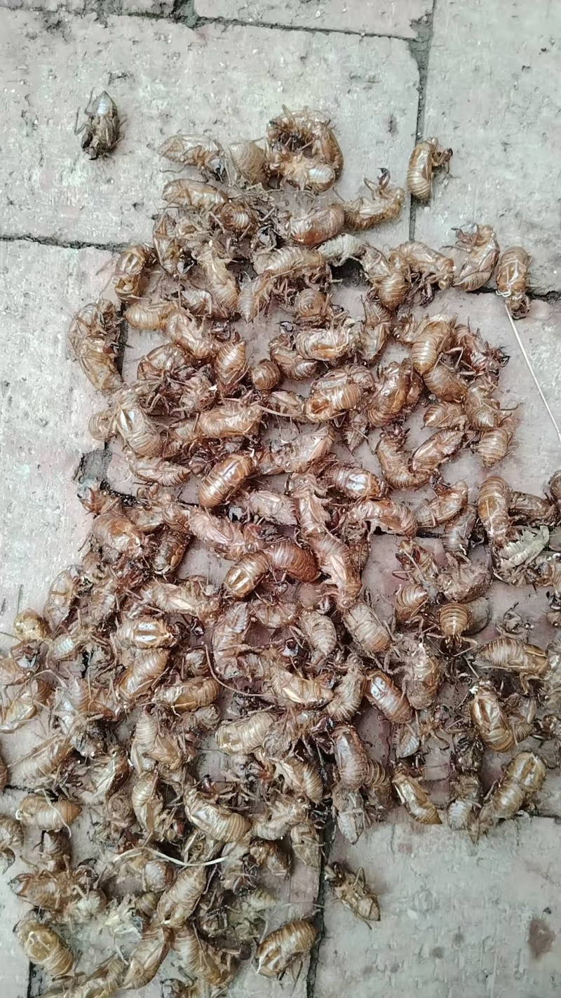 欢迎电话咨询***蝉蜕价格美丽