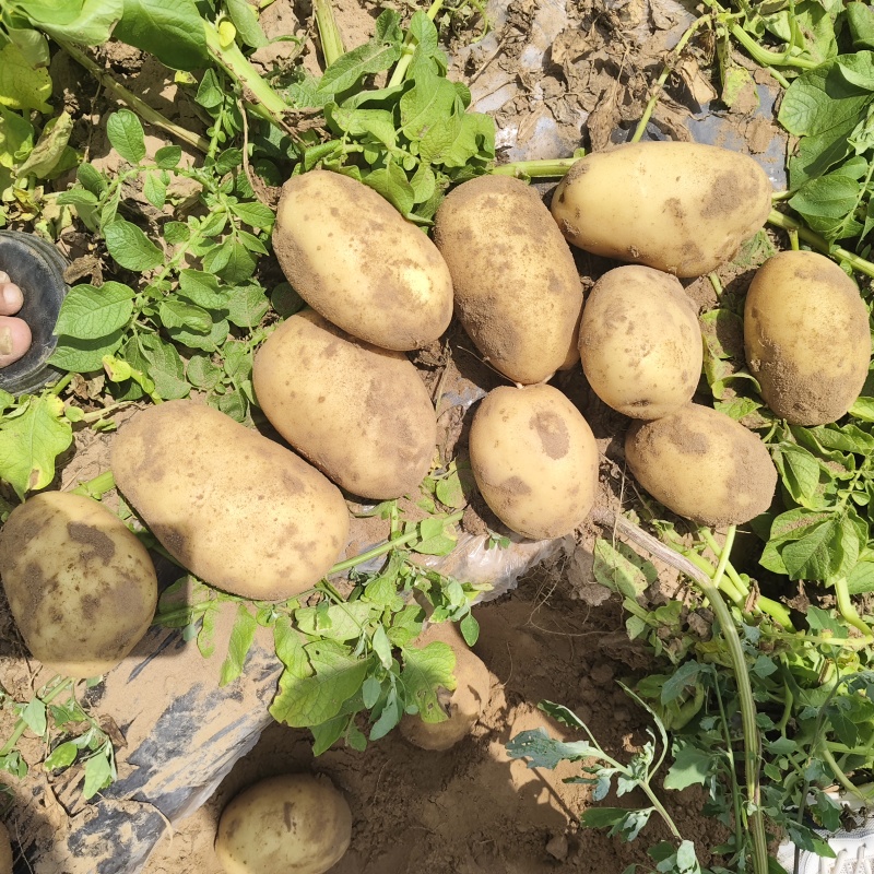 陕北榆林精品黄皮黄心沃土五号薄膜土豆/诚信经营/保质保量