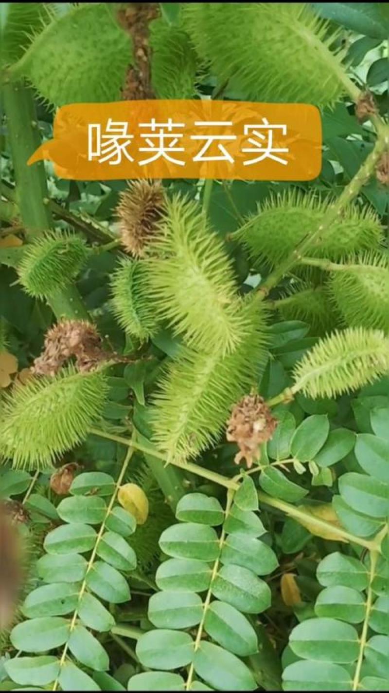 石莲子苦石莲双肾子批发广西产地直销野生自然成熟