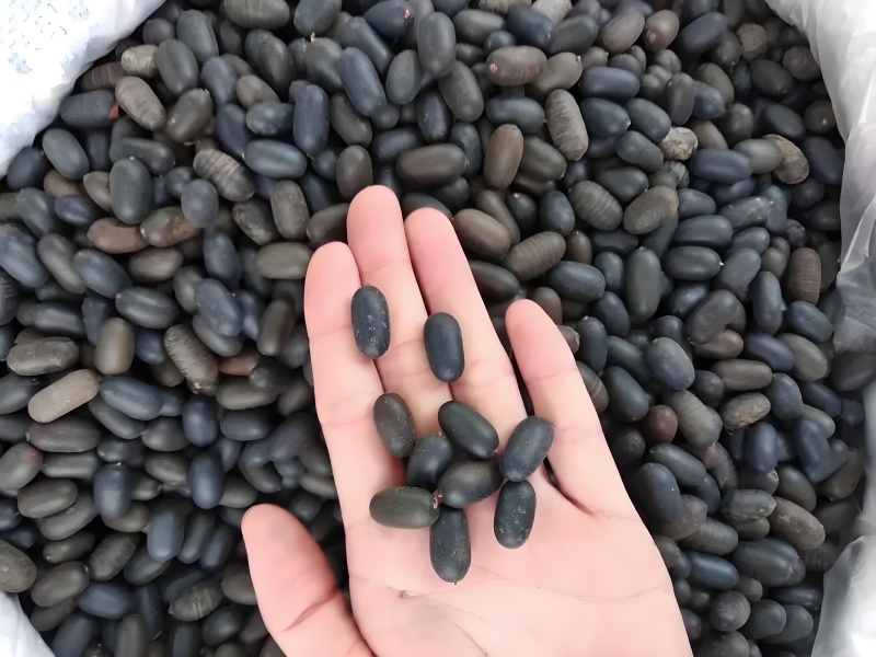 石莲子苦石莲双肾子批发广西产地直销野生自然成熟