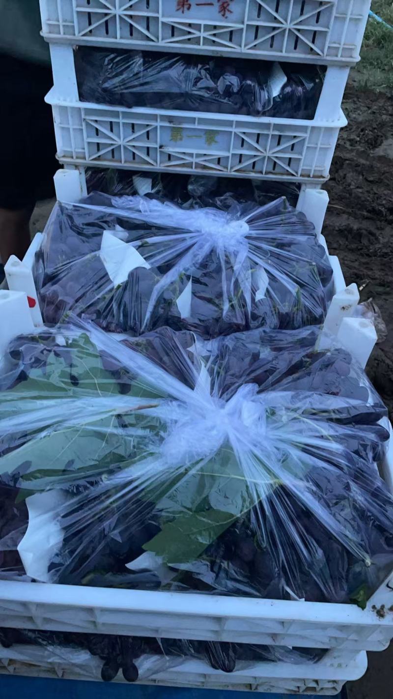 河北饶阳葡萄核心产区！紫甜、A17！海量货源！适合各大市