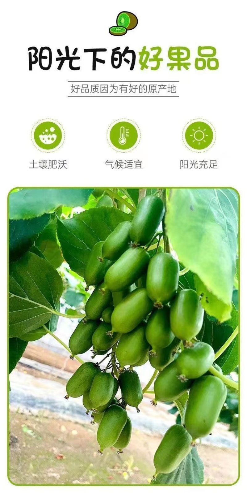 软枣猕猴桃，奇异莓，全国一件代发