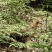 云南文山本地散养土鸡