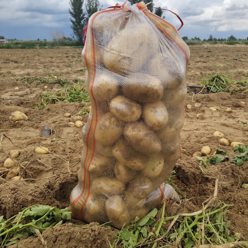 陕西定边精品沙漠黄皮黄心实验一号土豆/量大价优/欢迎咨询