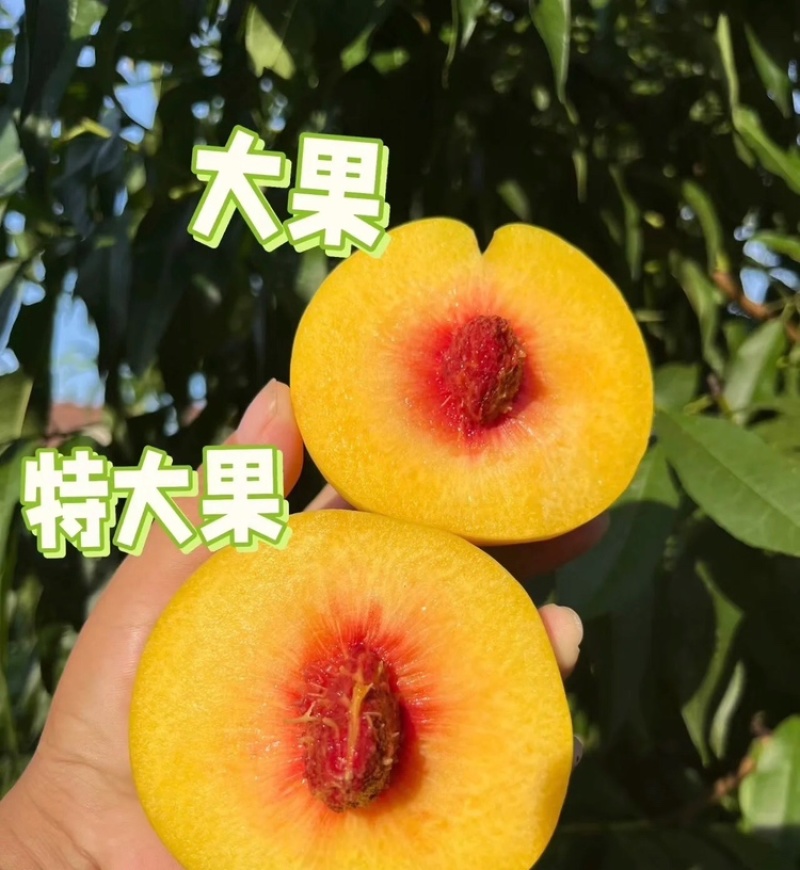 【一件代发】锦绣黄桃湖北黄桃基地直发量大从优全国发货