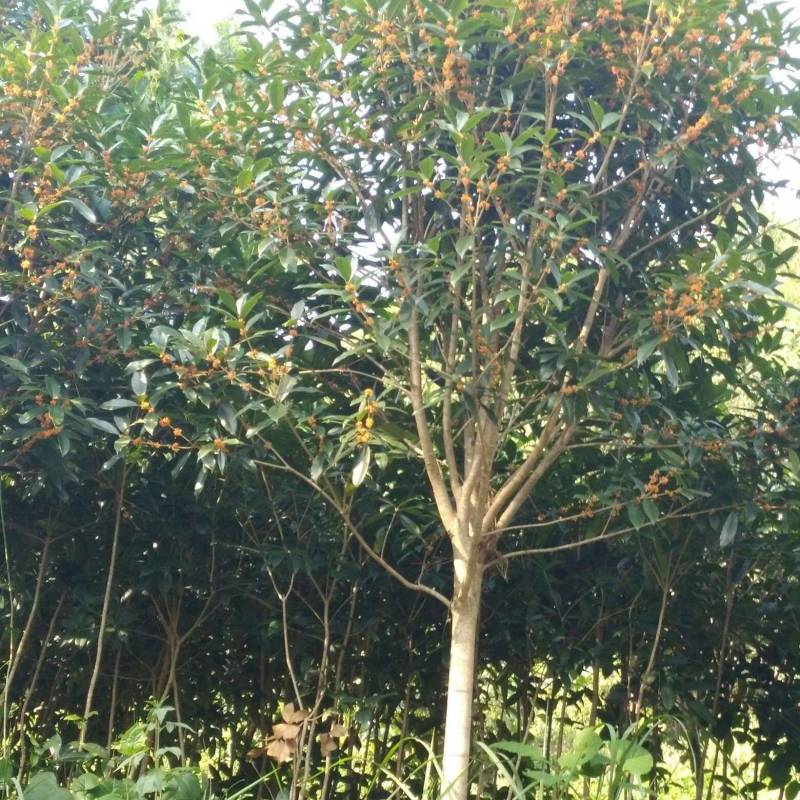 桂花树苗