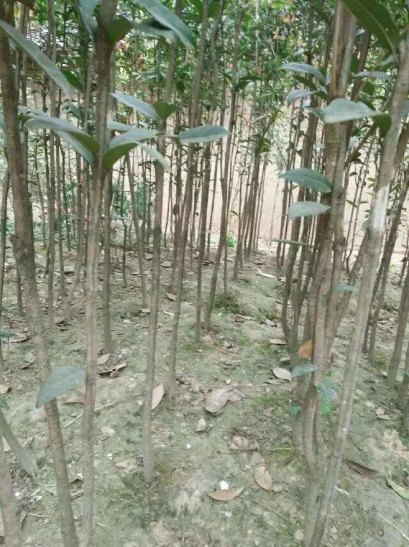 桂花树苗