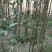 桂花树苗