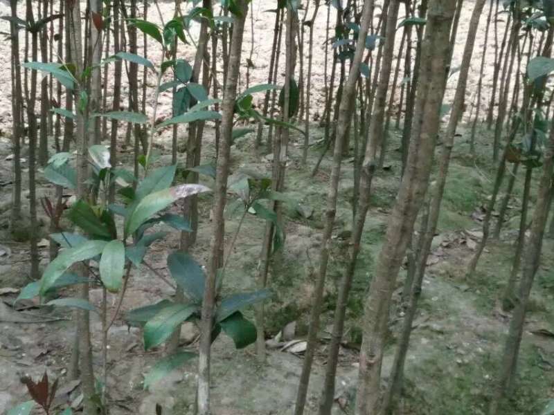 桂花树苗