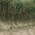 桂花树苗