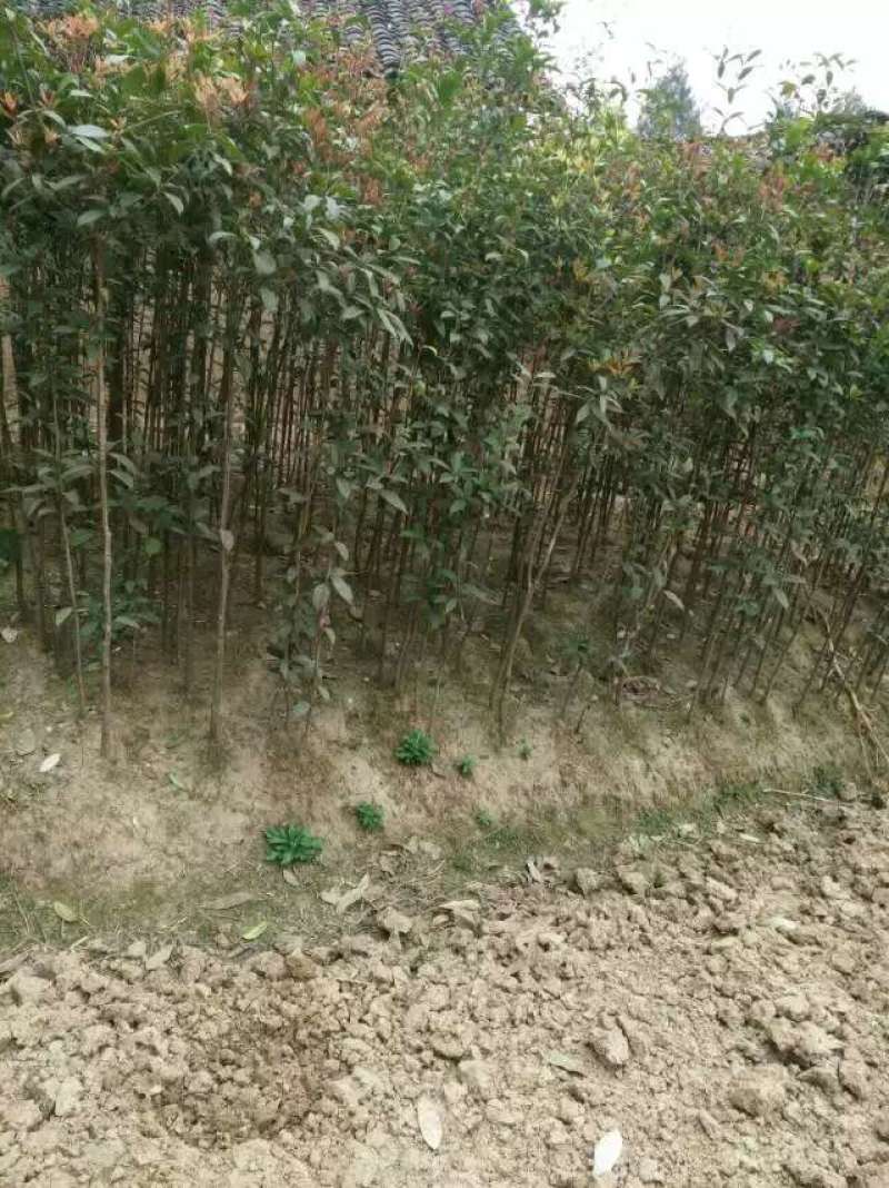 桂花树苗