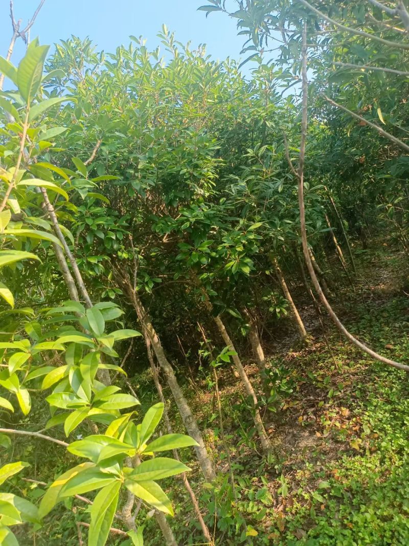 桂花树苗