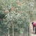 桂花树苗