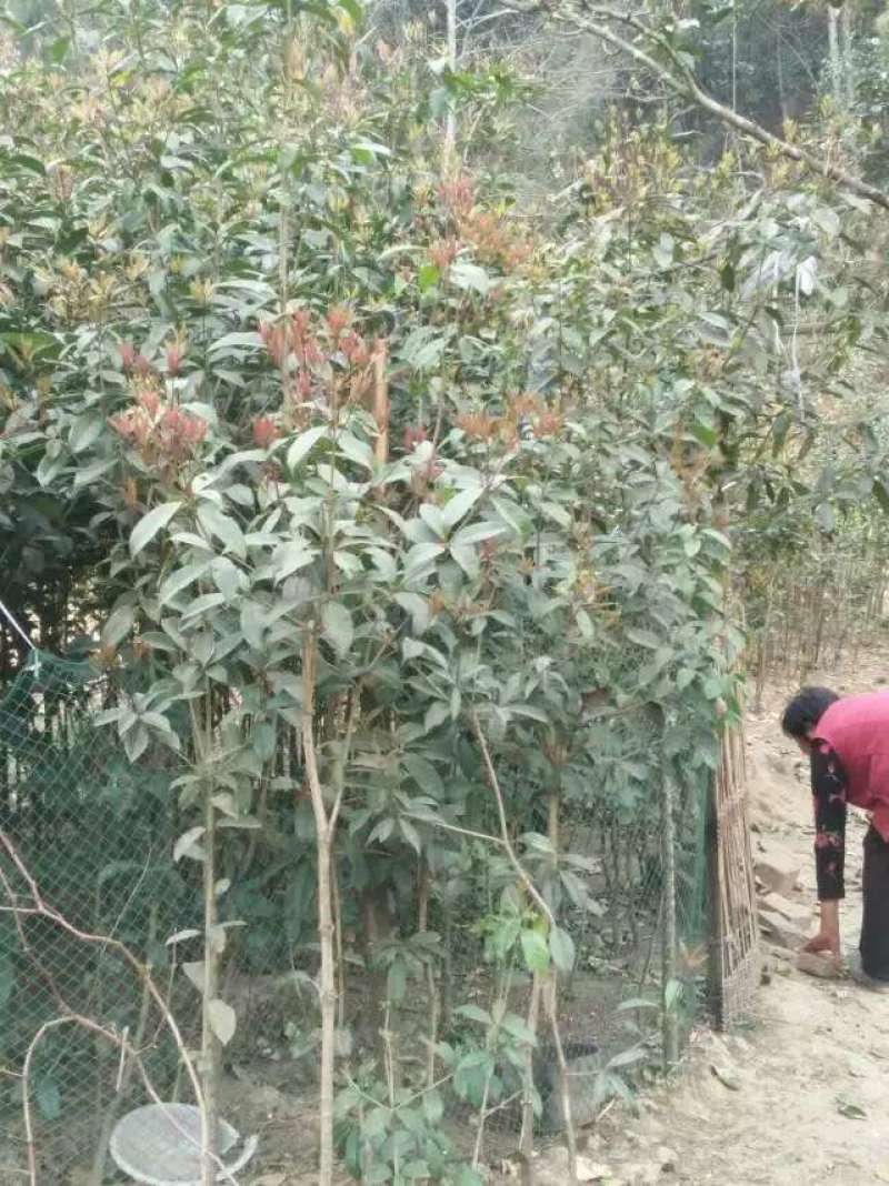 桂花树苗