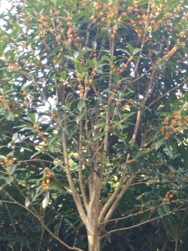 桂花树苗