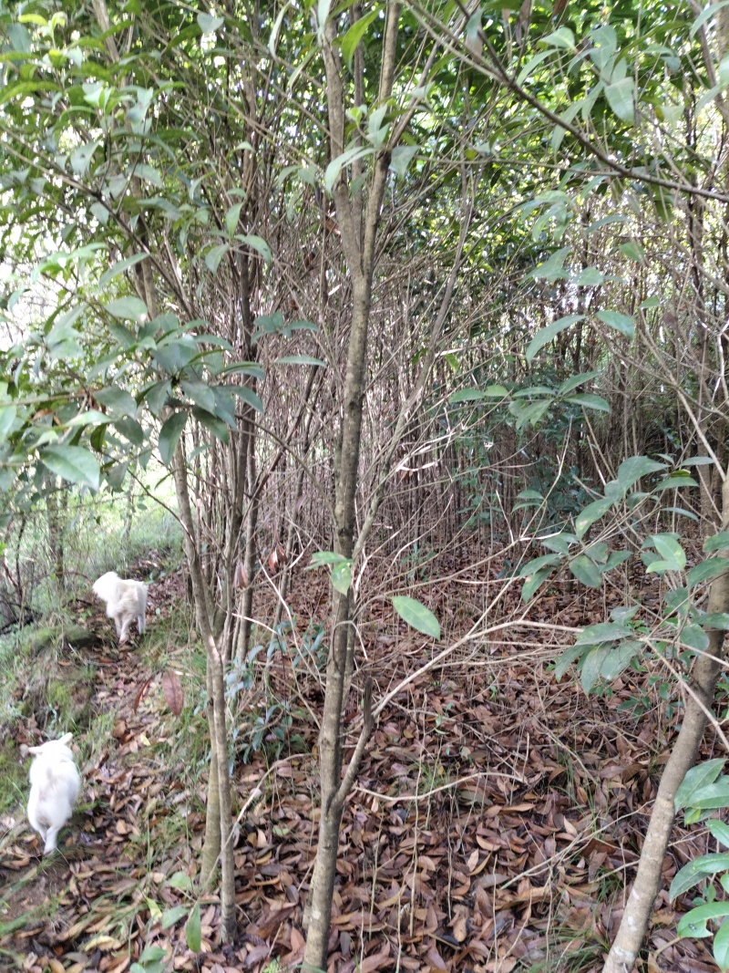 桂花树苗